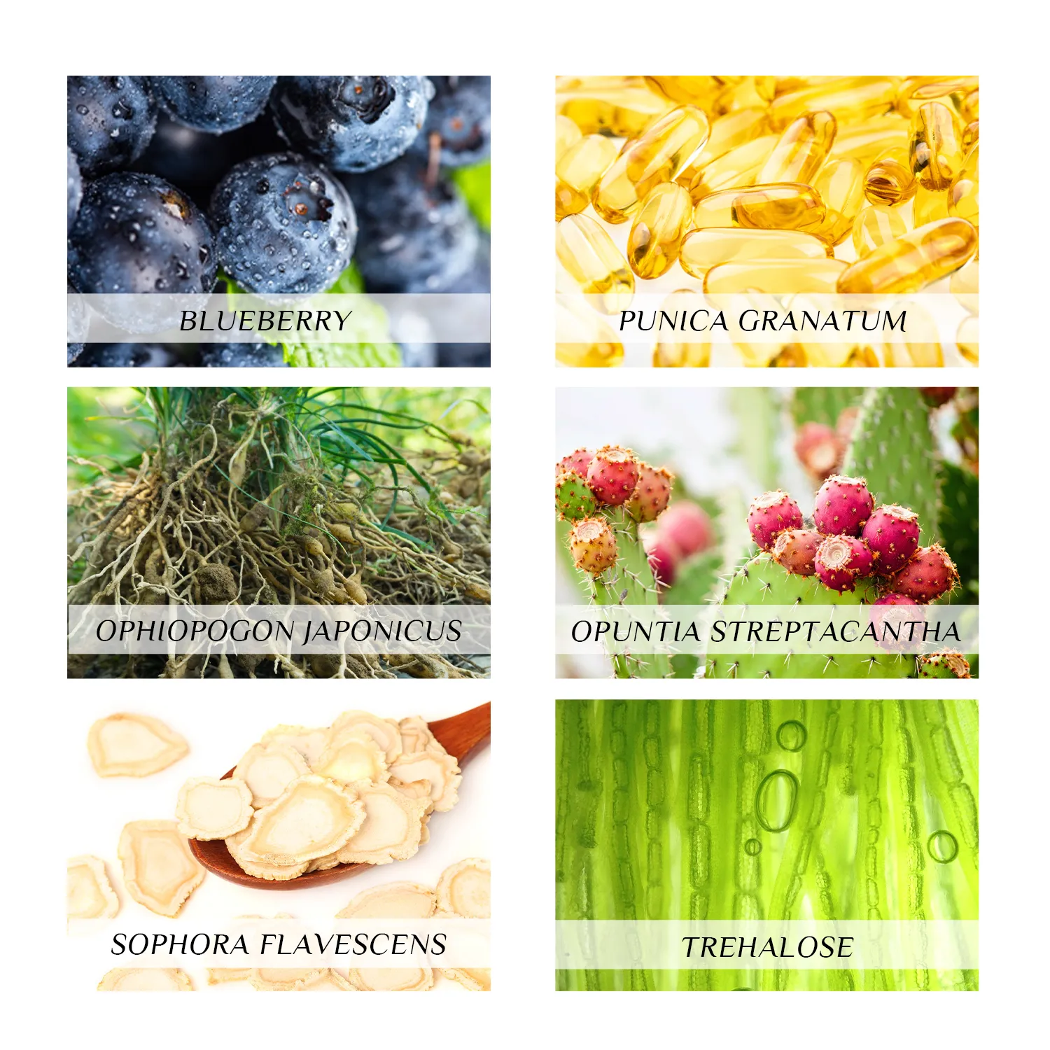 blueberry serum (10)